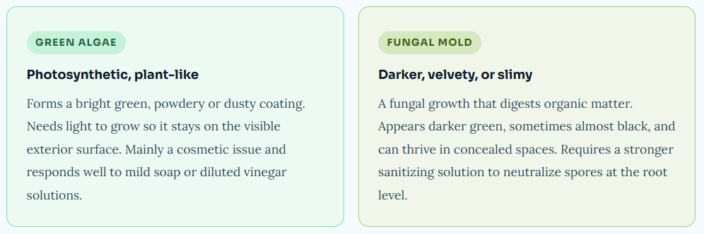 green algae vs fungal mold